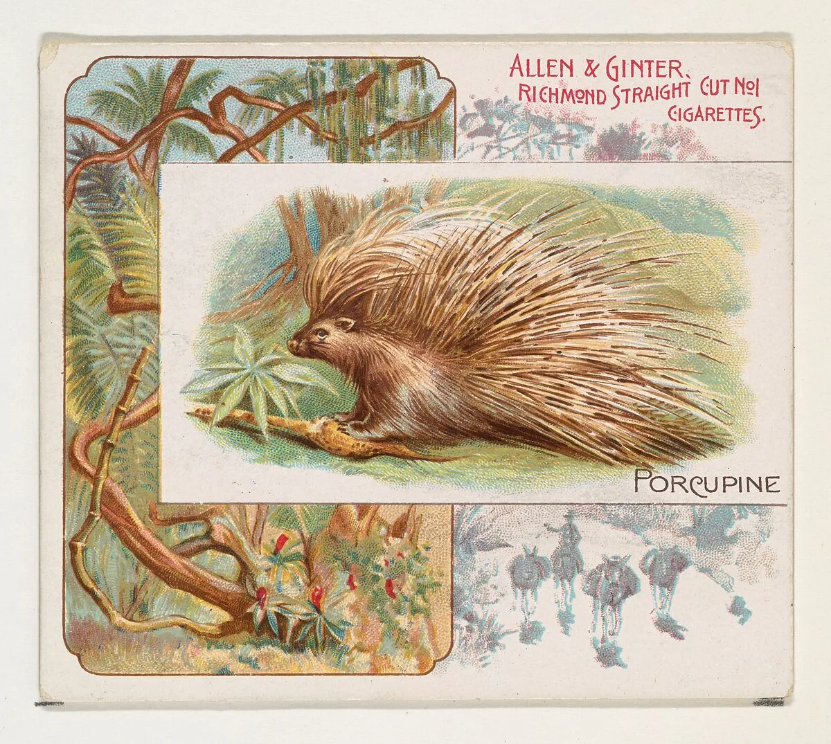 Porcupine, from Quadrupeds series (N41) for Allen & Ginter Cigarettes — Allen & Ginter|Lindner, Eddy & Claus