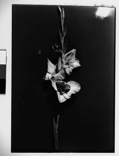 [Gladiola in Front of Backdrop, Darien, Connecticut]
