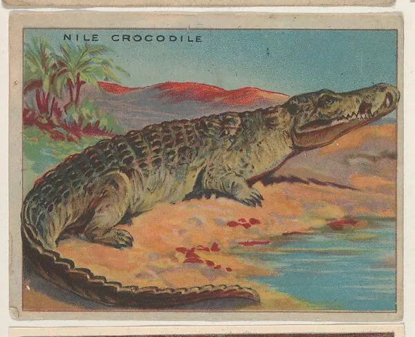 Nile Crocodile, collector card from the Animals series (D9), issued by the Weber Baking Company to promote Onist Milk and Pullman Bread — Weber Baking Company