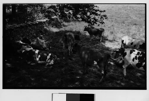 [Cows in Shade]