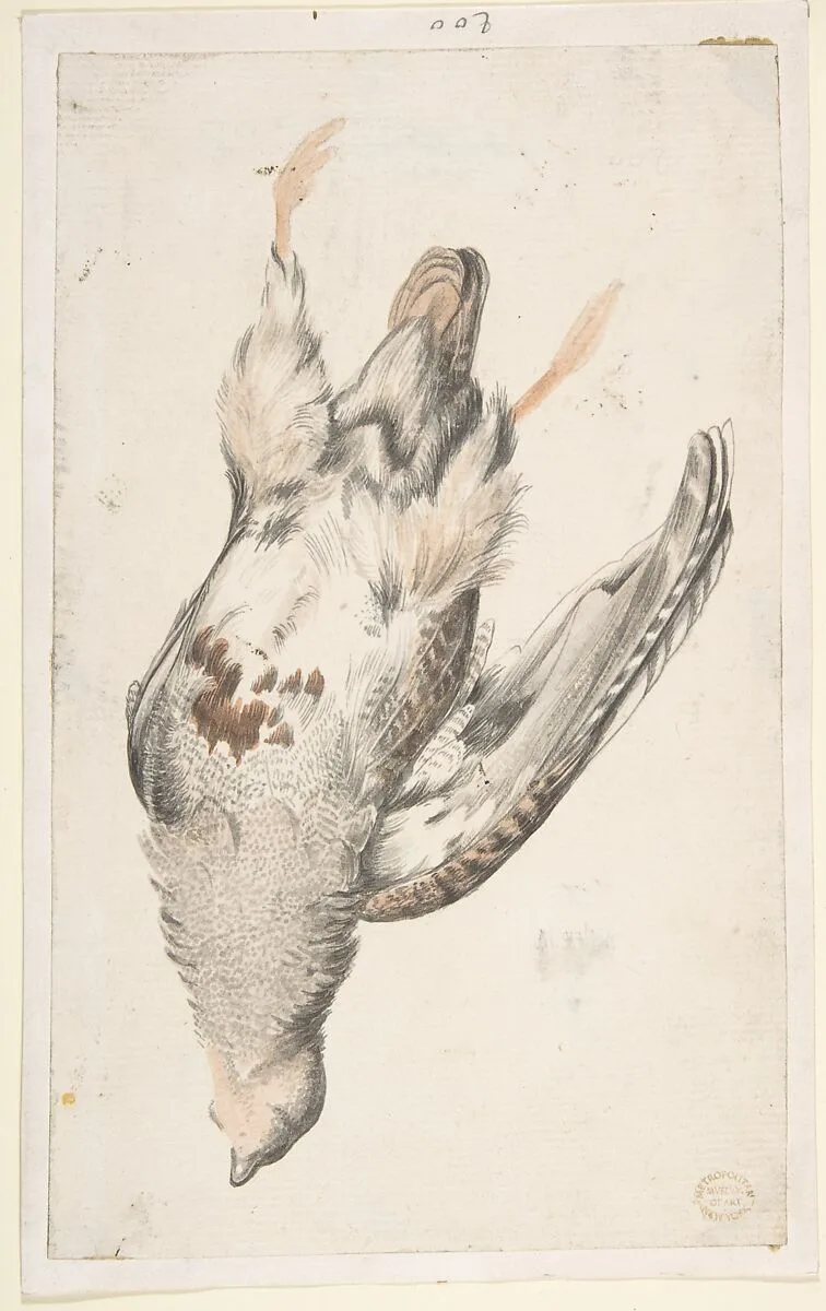 A Dead Bird (Quail?) Seen from Below — Count Giorgio Durante (Duranti)