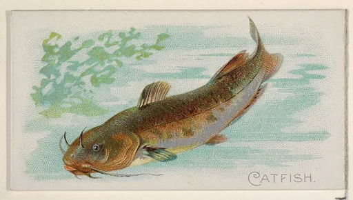 Catfish, from the Fish from American Waters series (N8) for Allen & Ginter Cigarettes Brands