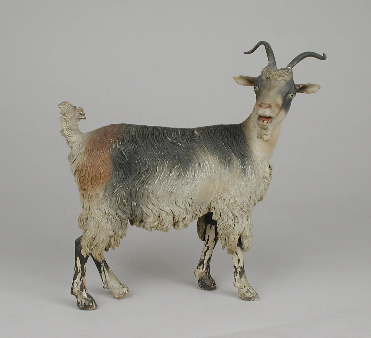 Female adult goat — Unknown
