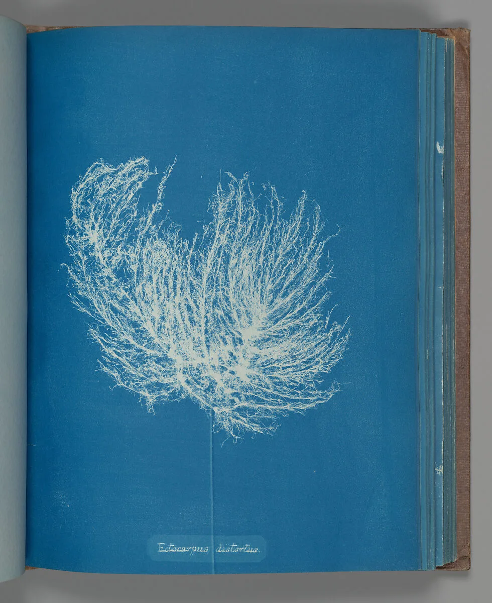 Ectocarpus distantus — Anna Atkins
