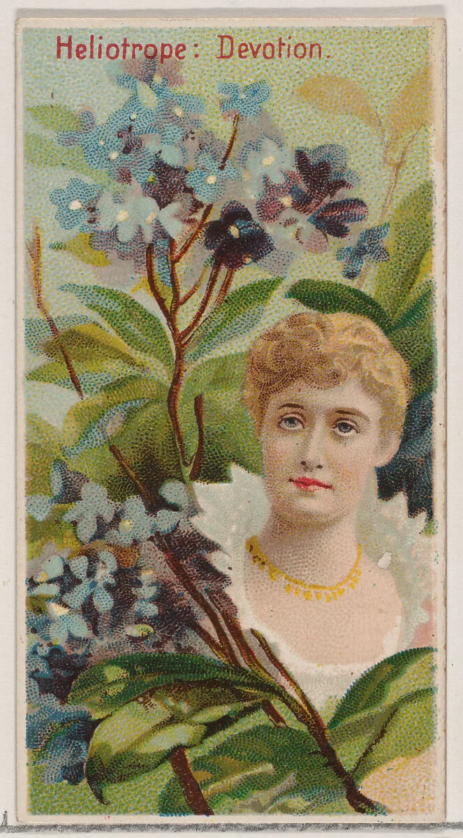 Heliotrope: Devotion, from the series Floral Beauties and Language of Flowers (N75) for Duke brand cigarettes — Donaldson Brothers|American Tobacco Company