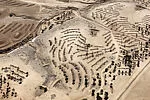 Desert Bloom 1