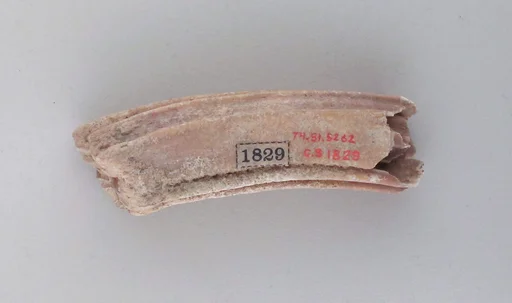 Tooth of an ox