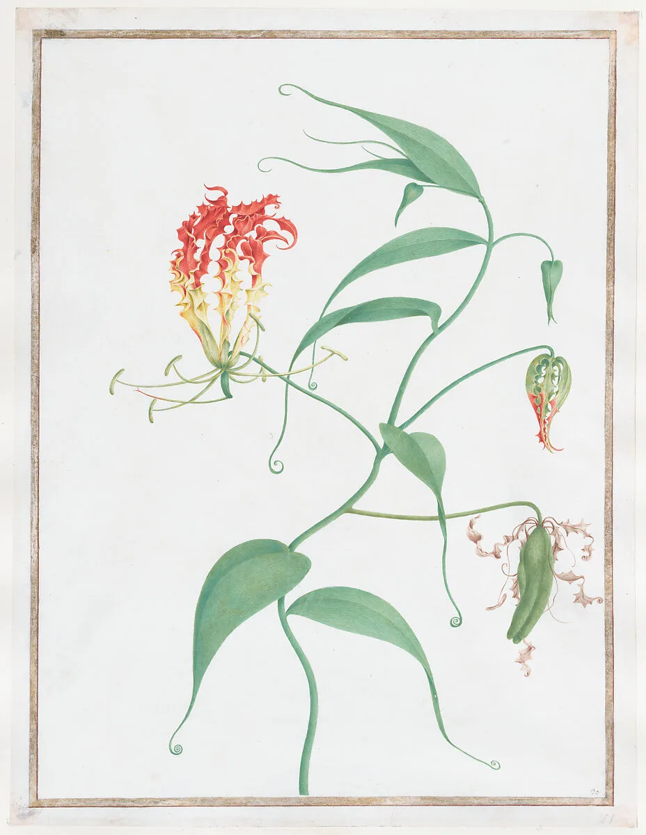 Gloriosa Superba (Climbing Lily) — Nicolas Robert