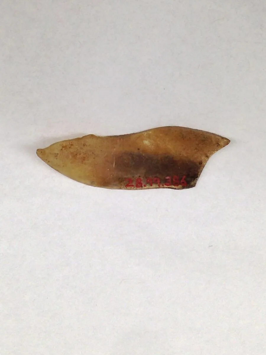 Fragment — Unknown