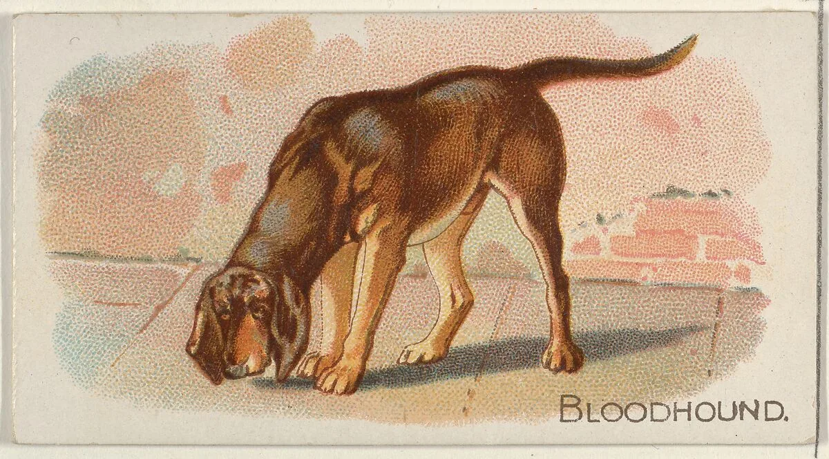 Bloodhound, from the Quadrupeds series (N21) for Allen & Ginter Cigarettes — Allen & Ginter|Lindner, Eddy & Claus