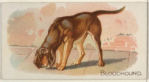 Bloodhound, from the Quadrupeds series (N21) for Allen & Ginter Cigarettes