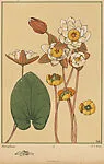 Nénuphars (Waterlilies), pl. 10 — A. Calavas|Emile-Allain Séguy