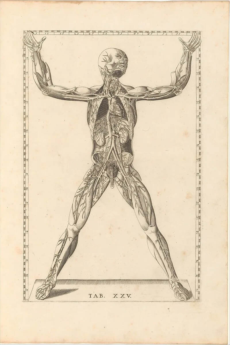 Tabulae Anatomicae — Barth. Eustachius
