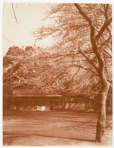 [Cherry Tree with House in Background]