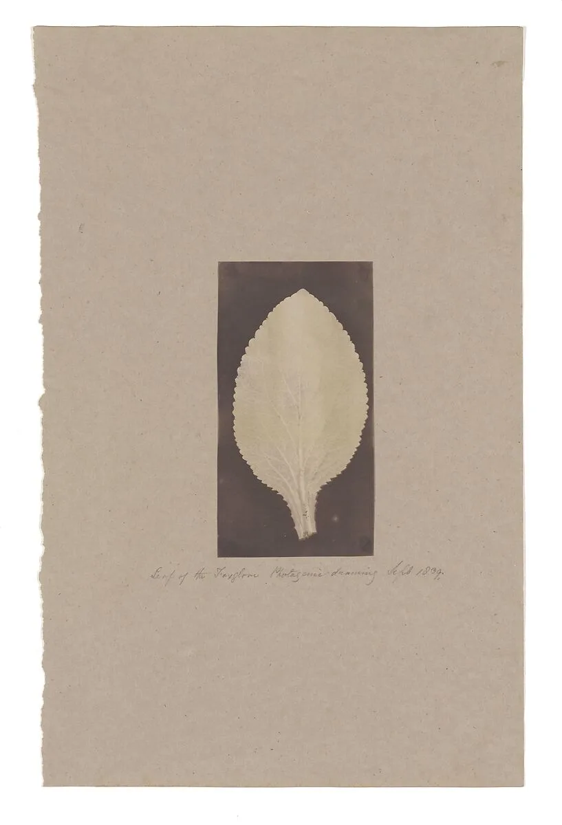 Leaf of the Foxglove — Unknown