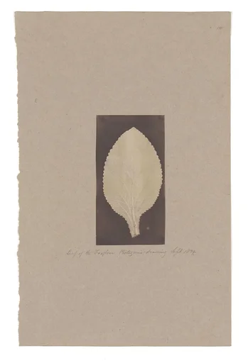 Leaf of the Foxglove