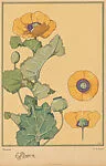 Pavots (Poppies), pl. 1 — Emile-Allain Séguy|A. Calavas