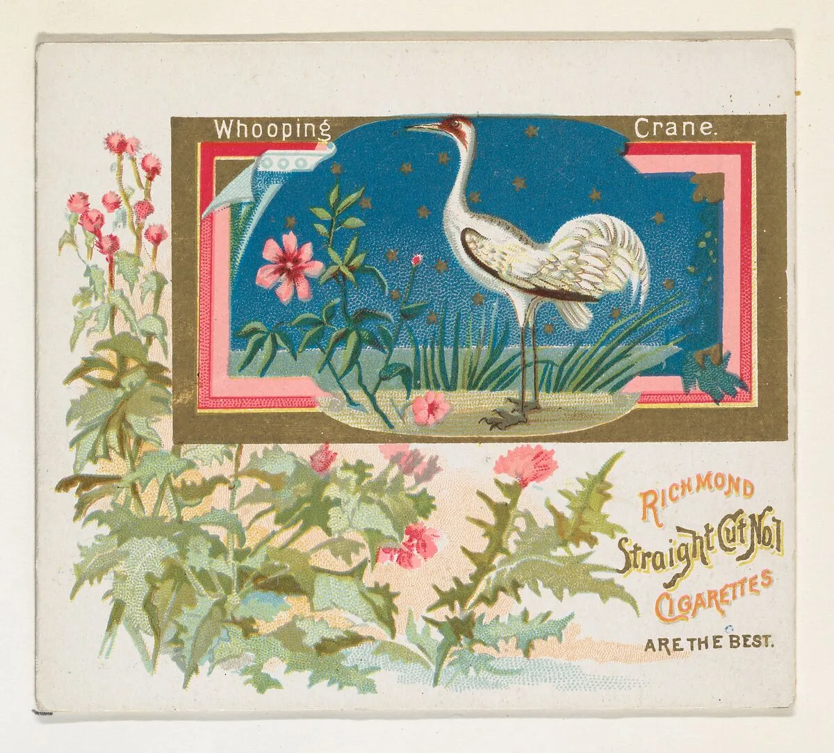 Whooping Crane, from the Game Birds series (N40) for Allen & Ginter Cigarettes — Allen & Ginter