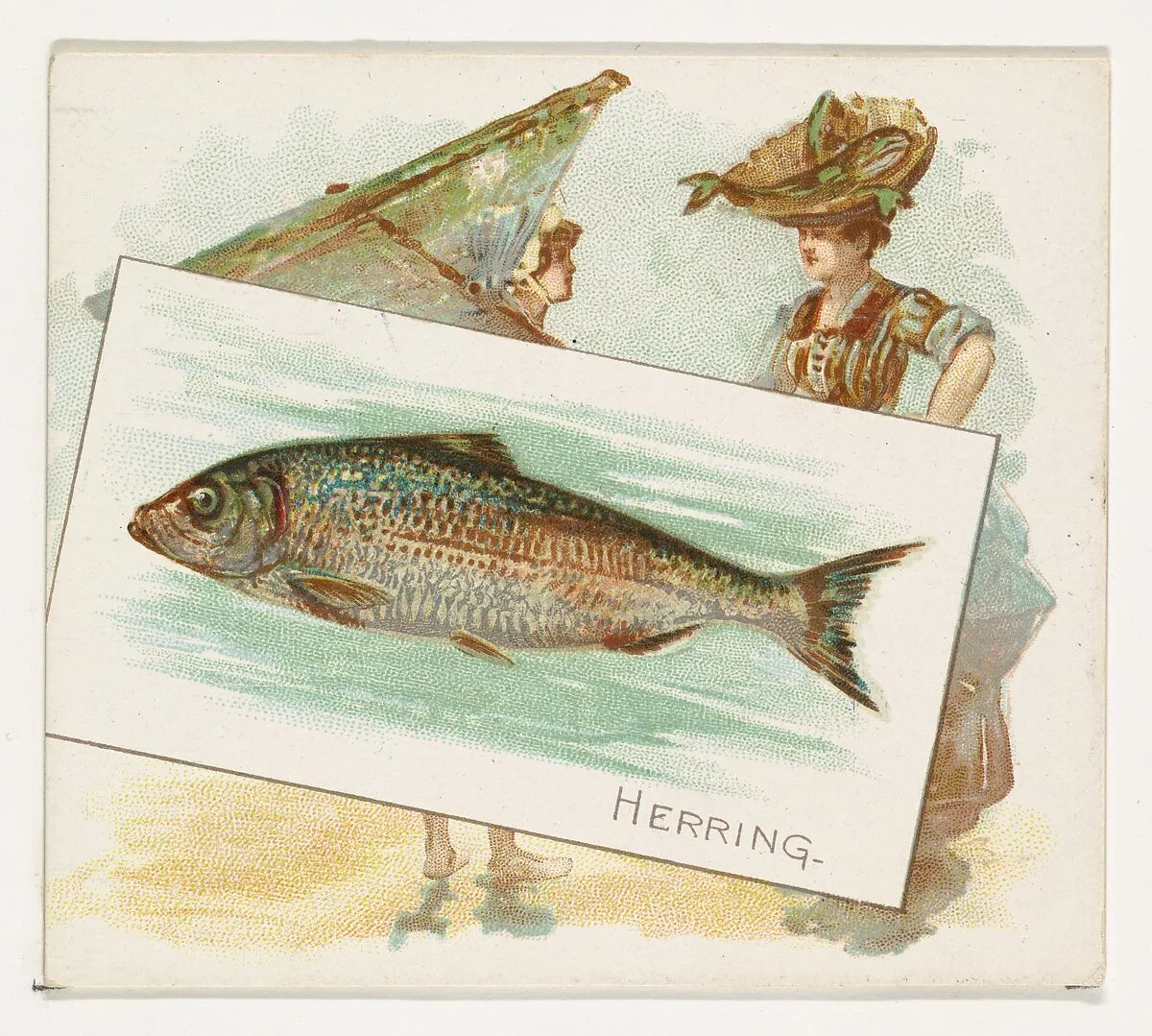 Herring, from Fish from American Waters series (N39) for Allen & Ginter Cigarettes — Allen & Ginter|Lindner, Eddy & Claus