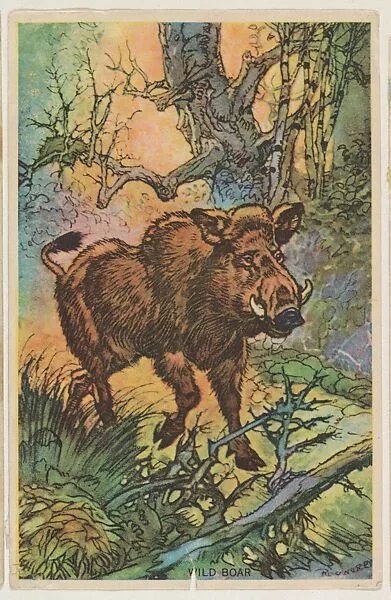 Wild Boar, collector card from the Animal's Pictures series (D12), issued by Roulstons Bread — Roulstons Bread