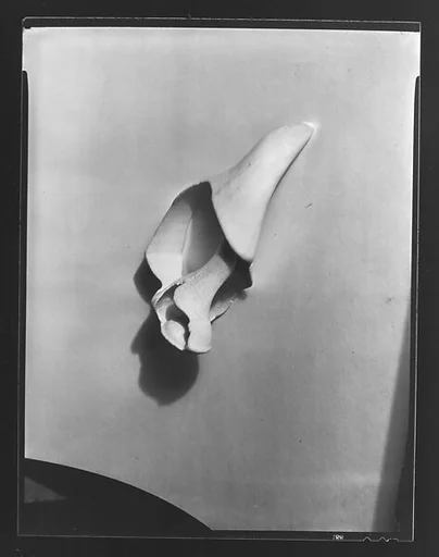 [Shell Study]