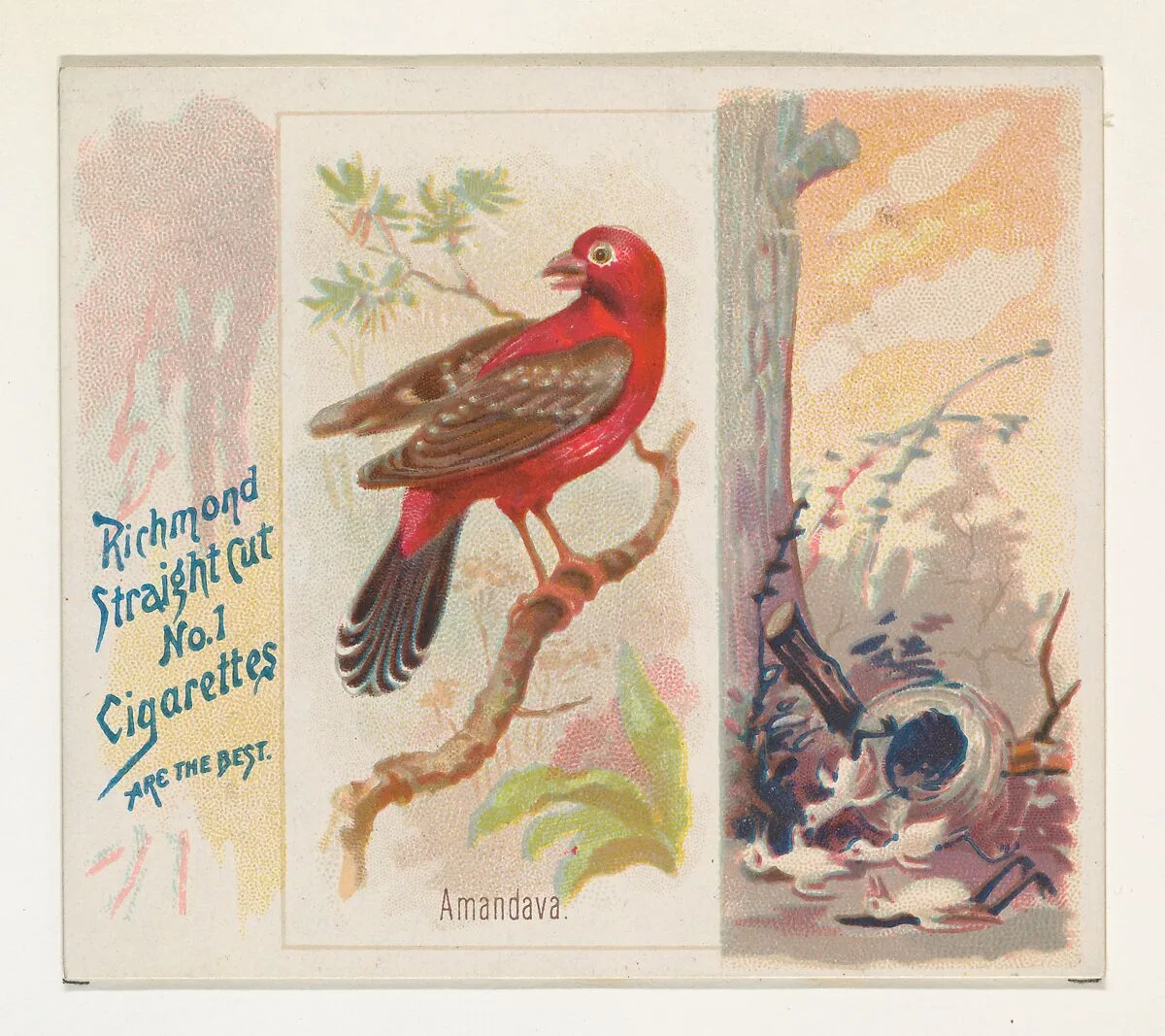 Amandava, from the Song Birds of the World series (N42) for Allen & Ginter Cigarettes — Allen & Ginter|George S. Harris & Sons