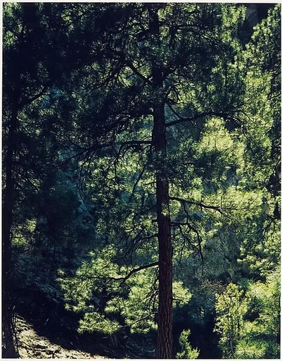 Ponderosa Pine, New Mexico
