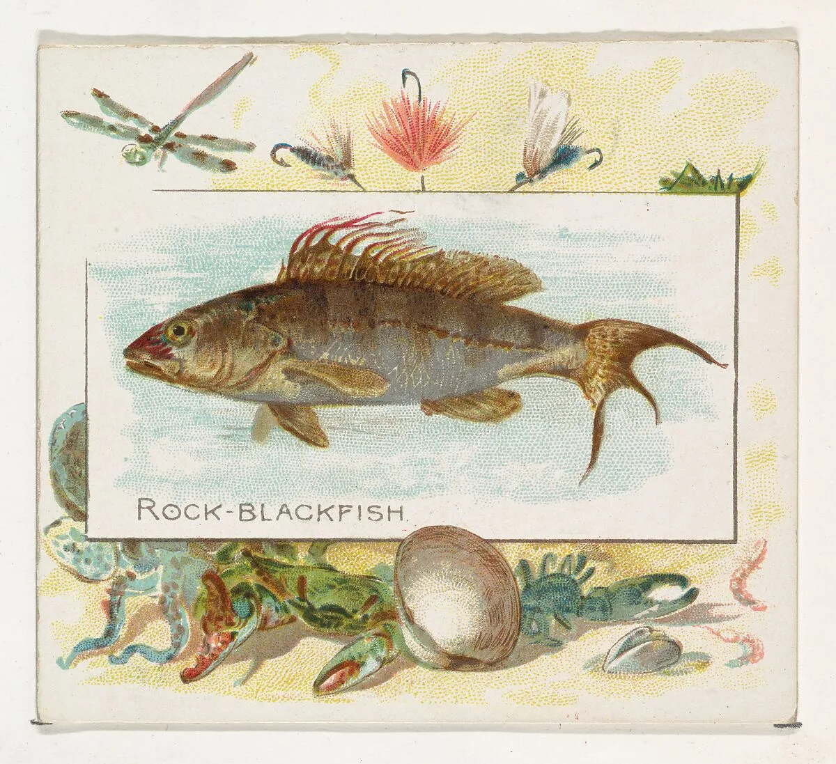 Rock Blackfish, from Fish from American Waters series (N39) for Allen & Ginter Cigarettes — Allen & Ginter|Lindner, Eddy & Claus