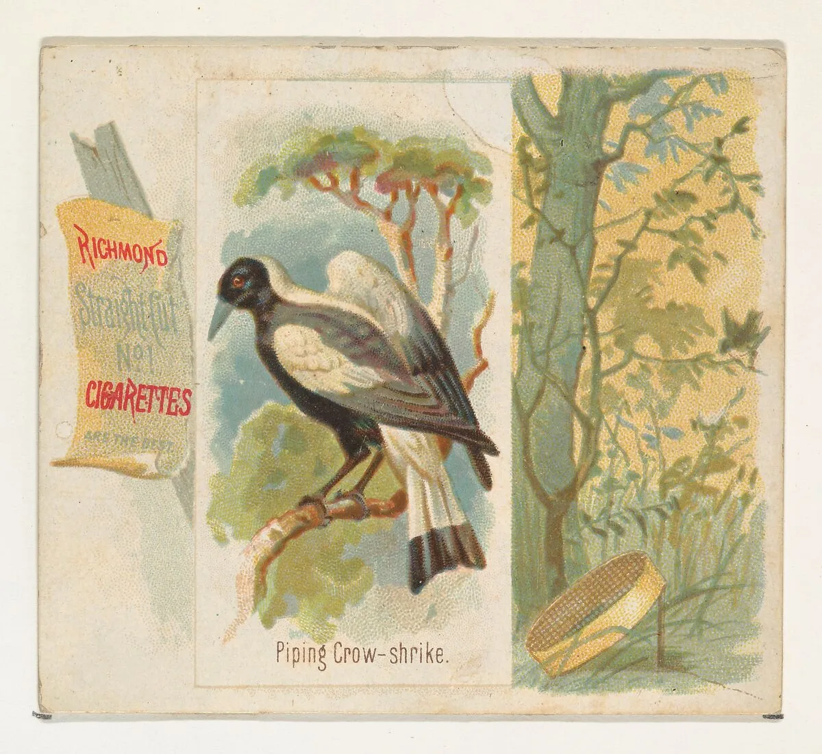 Piping Crow-shrike, from the Song Birds of the World series (N42) for Allen & Ginter Cigarettes — Allen & Ginter|George S. Harris & Sons