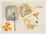 Nature Studies of Daffodils and Other Flowers — Hélène Forichon