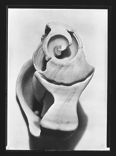 [Shell]