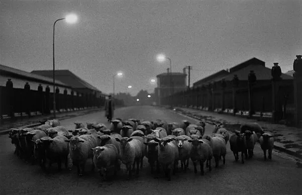 Sheep Going to Slaughter, Early Morning, Near the Caledonian Road, London — Don McCullin