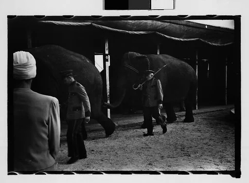 [Twenty-Nine 35mm Film Frames on Uncut Roll: Ringling Brothers Circus, Sarasota, Florida]