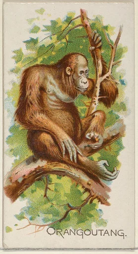 Orangoutang, from the Quadrupeds series (N21) for Allen & Ginter Cigarettes