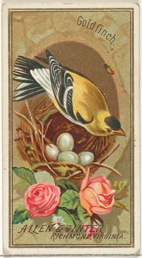 Goldfinch, from the Birds of America series (N4) for Allen & Ginter Cigarettes Brands
