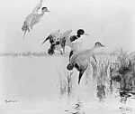 Mallards Alighting