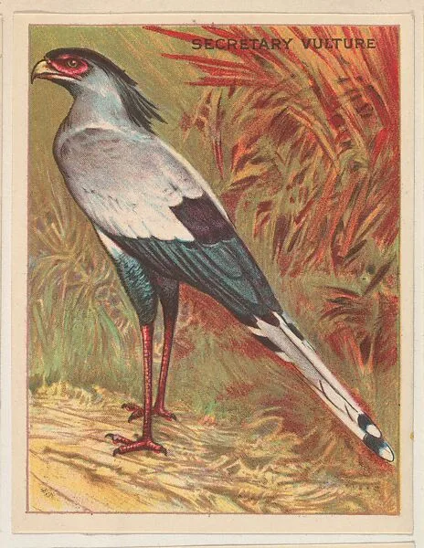 Secretary Vulture, collector card from the Animals series (D9), issued by the Weber Baking Company to promote Onist Milk and Pullman Bread — Weber Baking Company