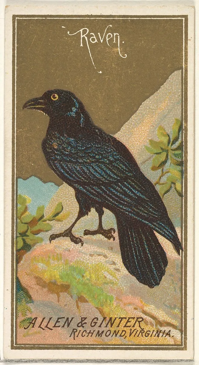 Raven, from the Birds of America series (N4) for Allen & Ginter Cigarettes Brands — Allen & Ginter