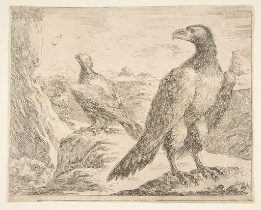 Two eagles, from 'Eagles' (Les aigles)