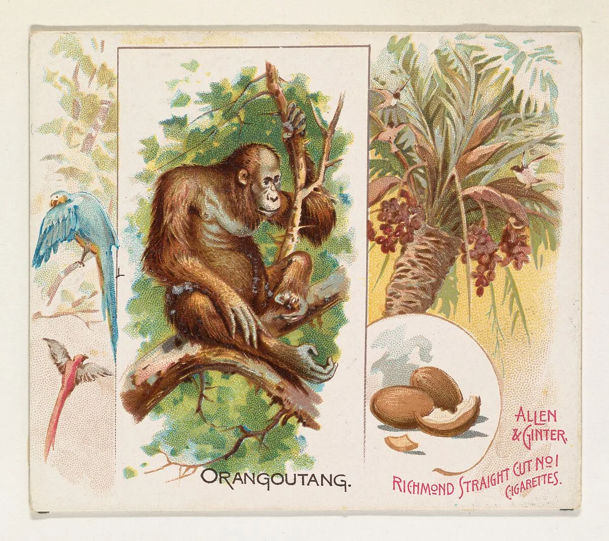 Orangoutang, from Quadrupeds series (N41) for Allen & Ginter Cigarettes — Allen & Ginter|Lindner, Eddy & Claus