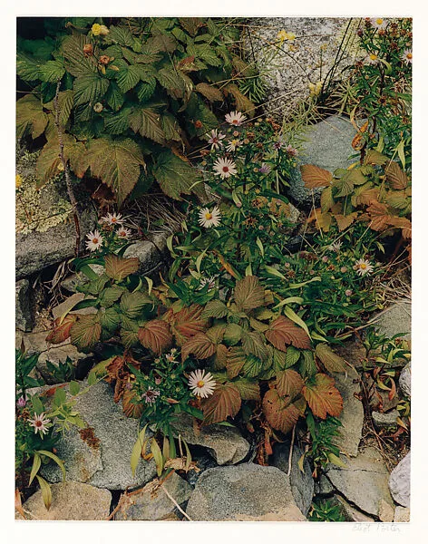 Asters and Raspberries, Oak Island, Maine — Eliot Porter