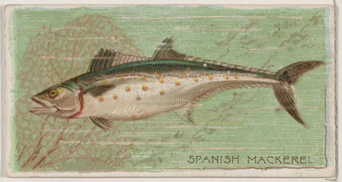 Spanish Mackerel, from the series Fishers and Fish (N74) for Duke brand cigarettes — W. Duke, Sons & Co.|Knapp & Company