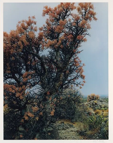 Elephant Tree in Bloom, Near El Mármol, Baja California — Eliot Porter