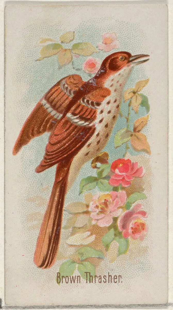Brown Thrasher, from the Song Birds of the World series (N23) for Allen & Ginter Cigarettes — George S. Harris & Sons|Allen & Ginter