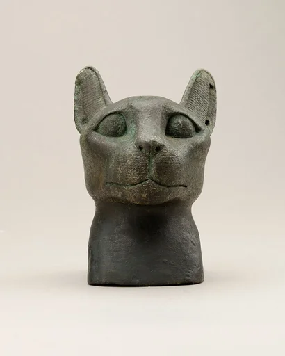 Head of a cat