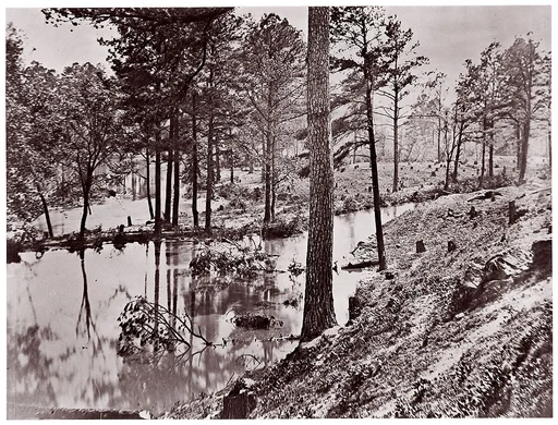 [Swamp Near Broadway Landing, Appomattox River, Virginia]