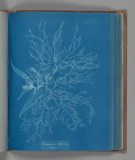 Ceramium rubrum, var.