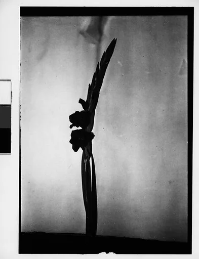[Gladiola in Front of Backdrop, Darien, Connecticut]