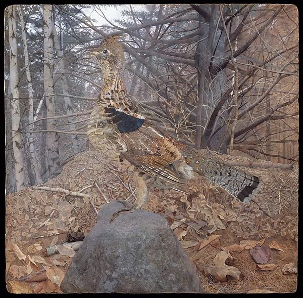 Male Ruffed Grouse in the Forest — Gerald Thayer