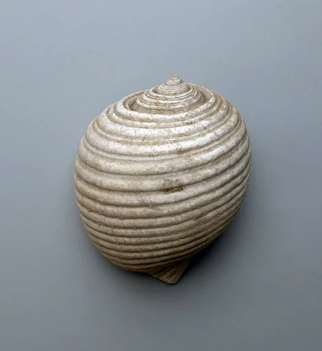 Shell